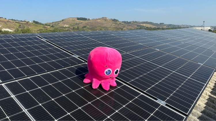 octopus.jpg